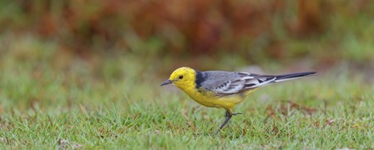 Citrine wagtail, (Motacilla citreola), foraging in a biotope, Middle East, Oman, songbird, family