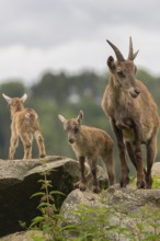 One adult female ibex (Capra ibex) standing on a rock with her babies standing next to her. A