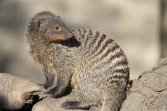 An adult zebra mongoose (Mungos mungo) sits on a hollow, fallen tree trunk in the soft morning
