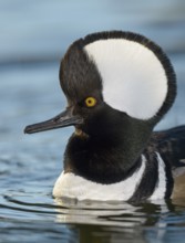Hooded Merganser (Lophodytes cucullatus) male, Arizona, USA