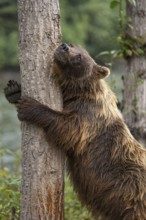 Grizzly Bear (Ursus arctos horribilis) hugging tree, British Columbia, Canada
