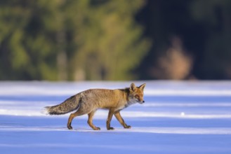 Red fox (Vulpes vulpes), foraging in a meadow covered with snow, Swabian Alb biosphere reserve,