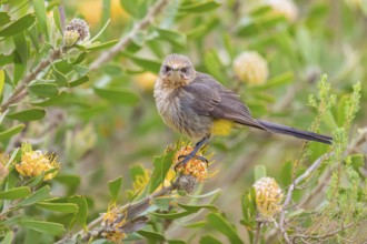 Cape sugarbird (Promerops cafer), Harold Porter National Botanical Gardens, Betty's Bay, Western