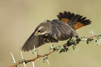 Bluethroat (Luscinia svecica svecica) male, Eilat, Israel
