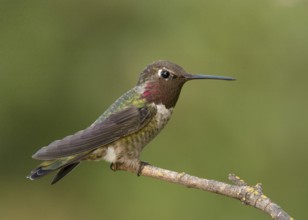 Male Anna's Hummingbird (Calypte anna) perched on a twig