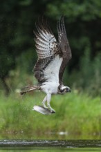 Osprey, Pandion haliaetus, Aviemore, Scotland, Great Britain