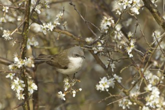 Lesser Whitethroat (Sylvia curruca), Rhineland-Palatinate, Germany