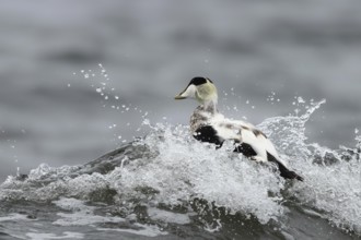 Common Eider (Somateria mollissima) male, Smaland, Sweden
