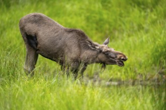 Eurasian elk (Alces alces) standing in a little swamp in early summer, Bavarian Forest, Bavaria,