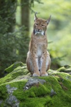 Eurasian lynx (Lynx lynx) sitting on a moss-covered rock in the forest and looking attentively,