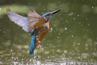 Common Kingfisher (Alcedo atthis) flying, Lower Saxony, Germany