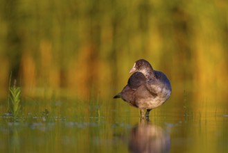 Eurasian Coot (Fulica atra) juvenile, North Rhine-Westphalia, Germany