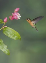 Purple-throated Mountaingem (Lampornis calolaemus) female flying while feeding at a flower, Costa