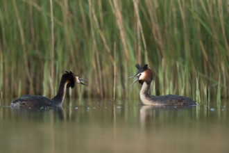 Great Crested Grebe (Podiceps cristatus) fighting over territory, North Rhine-Westphalia, Germany