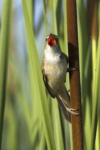 Great Reed Warbler (Acrocephalus arundinaceus) singing, Castile-La Mancha, Spain