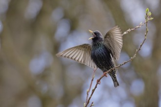 Star, lat.Sturnus vulgaris, Männchen balzt auf einem Ast im Zwetschgenbaum