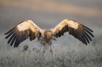Egyptian Vulture (Neophron percnopterus) landing, Castile-La Mancha, Spain