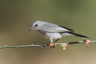 Blackstart (Oenanthe melanura) perched on a branch, Eilat, Israel