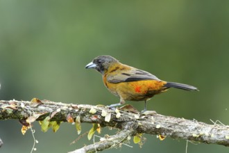 Passerini's Tanager (Ramphocelus passerinii) female perched on a branch, Costa Rica