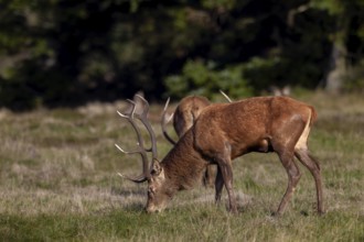 At the end of the rut, red deer (Cervus elaphus) begin to feed, having lost up to 20 per cent of