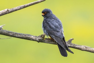 Red-footed Falcon (Falco vespertinus) adult male perched on a branch, Subotica, Serbia