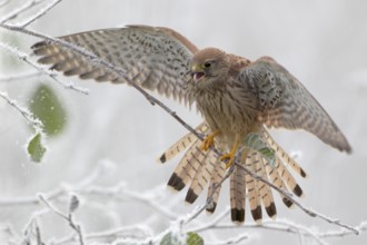Turmfalke balanciert auf dünnem Ast mit geöffneten Flügeln; Rauhreif; lat. Falco tinnunculus