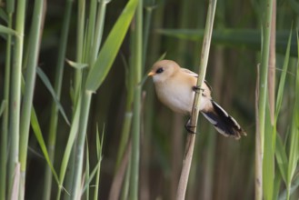 Bearded Reedling - Bartmeise - Panurus biarmicus ssp. biarmicus, Germany, juvenile