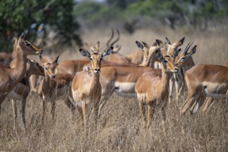 Herd of impala (Aepyceros melampus) in tall grass, black heeler antelope, Kruger National Park,
