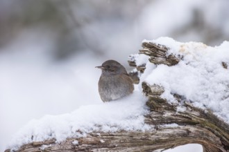 Dunnock (Prunella modularis), Bavaria, Germany