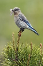 Mountain Bluebird (Sialia currucoides) female with insects in its beak, British Columbia, Canada