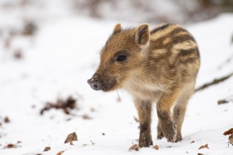 Wild boar (Sus scrofa) in the snow, fresh boar, Melle, Lower Saxony, Germany