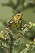 Cape May Warbler (Setophaga tigrina), Manitoba, Canada