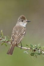 Ash-throated Flycatcher (Myiarchus cinerascens), Texas, USA