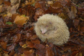 European hedgehog (Erinaceus europaeus) white albino adult animal on fallen leaves in a woodland in