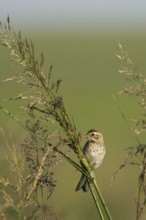 Pallas's Reed Bunting (Emberiza pallasi) juvenile, Dornod, Mongolia