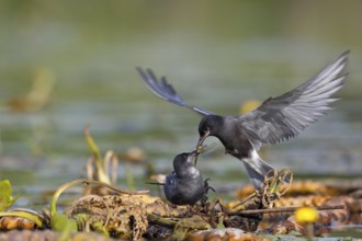 Black Tern (Chlidonias niger) pair, handing over a small fish as a bridal gift, Mecklenburg-Western