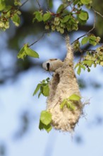 Eurasian Penduline Tit (Remiz pendulinus) female building nest, Saxony-Anhalt, Germany