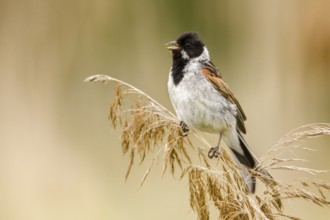 Common Reed Bunting (Emberiza schoeniclus) male from reed stalk, Poland