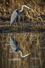Grey heron (Ardea cinerea) Germany