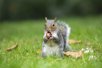 Grey squirrel (Sciurus carolinensis) adult animal feeding on a Horse chestnut nut or conker in