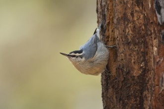 Corsican Nuthatch (Sitta whiteheadi), Corsica, France