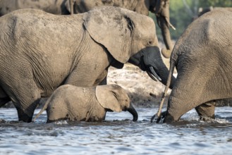 Herd of animals with young, African elephant (Loxodonta africana) drinking at the Chobe River,