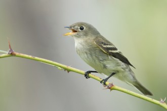 Least Flycatcher (Empidonax minimus) singing, Texas, USA