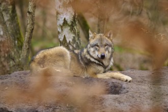 A wolf lies quietly on the ground in autumn forest and observes the surroundings, Wolf (Canis