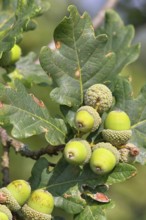 Acorns and leaves of sessile oak (Quercus sessiliflora), Wilnsdorf, North Rhine-Westphalia, Germany