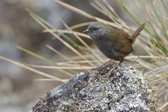 Puna Tapaculo (Scytalopus simonsi) perched on a rock in Bolivia, South America