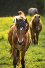 Icelandic horses in a pasture. Front horse brown with black mane. Evening, golden hour, backlight.