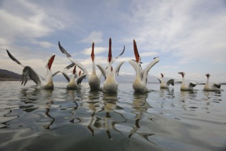 Dalmatian Pelican (Pelecanus crispus), Lake Kerkini, Greece