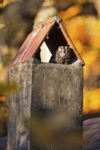 Tawny Owl (Strix aluco) resting in a chimney, Baden-Wuerttemberg, Germany