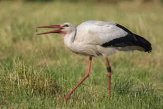 White Stork (Ciconia ciconia) foraging, North Rhine-Westphalia, Germany